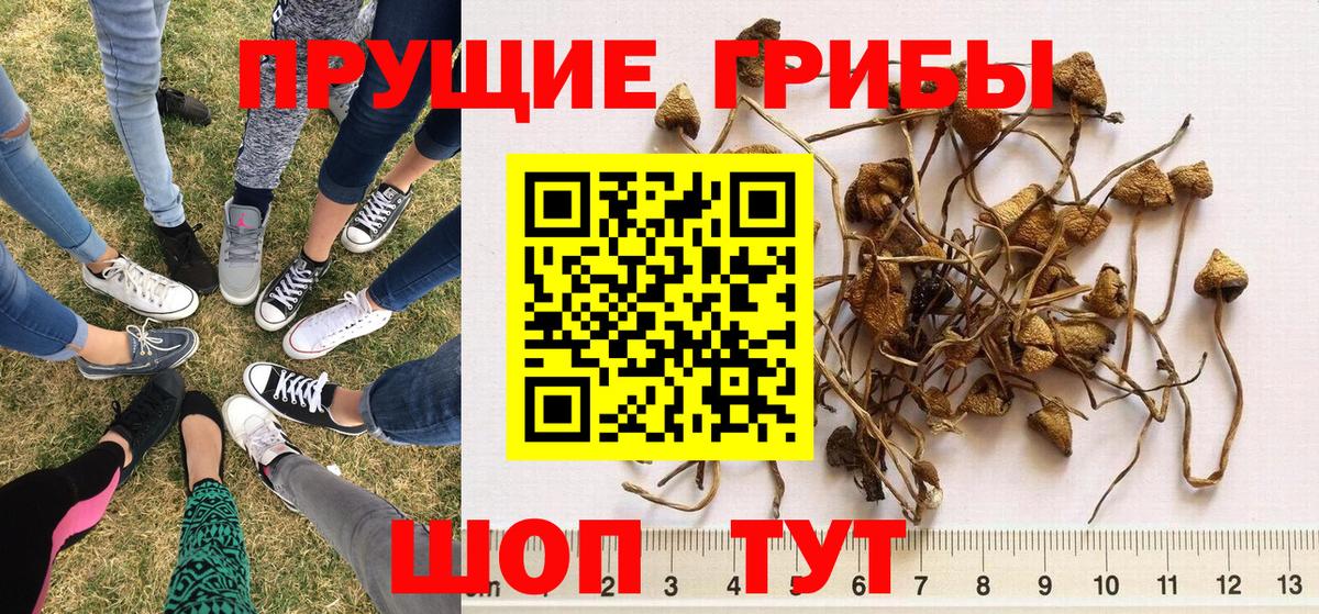 Гагарин  Псилоцибиновые грибы Cubensis  Вход с VPN 